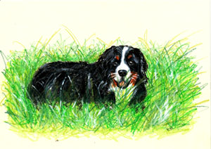Baloo im Gras, &copy; No&euml;lle-Magali W&ouml;rheide